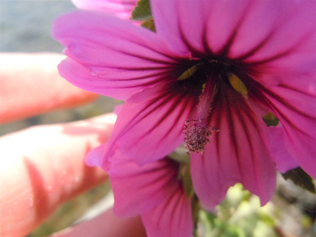 Malva veneta / Malvone maggiore